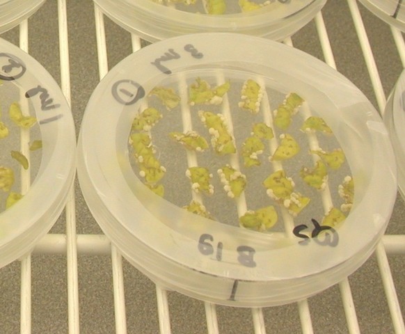 First genetically engineered plant