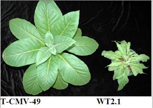 Virus-resistant tobacco