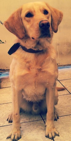 Asociación en ayuda a los perros