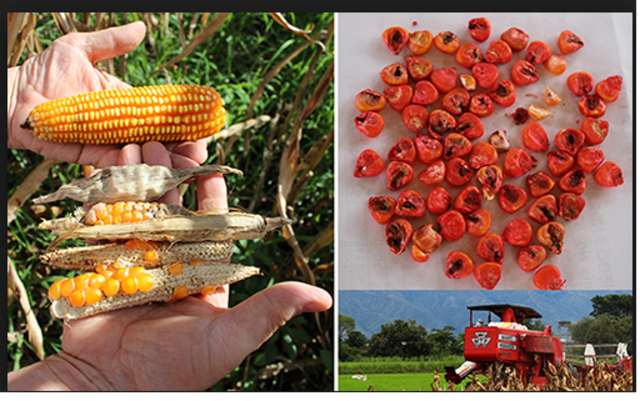 Semilla como propiedad privada