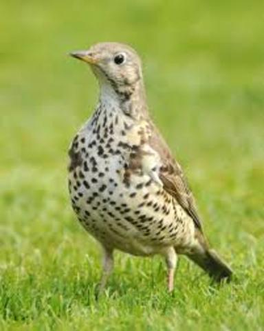 mistle thrush (106)