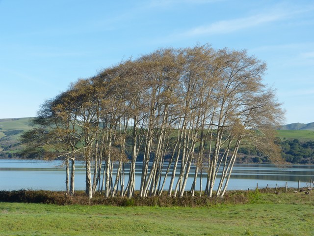 copse