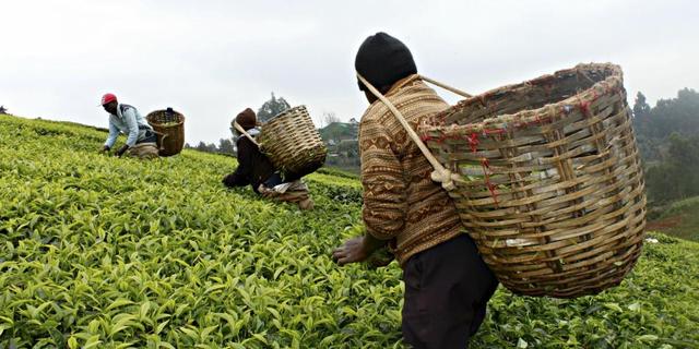 Las pequeñas plantaciones familiares y la biodiversidad  han desaparecido