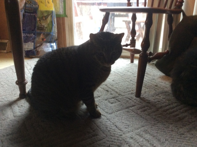 getting my cat Tigger