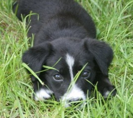 Adopted Maddie-the best dog ever