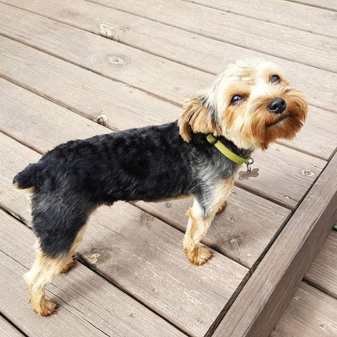 got my other dog max