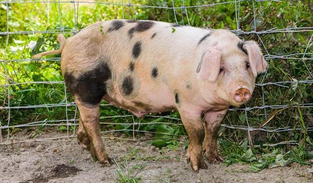 Randle McCoy accuses Floyd Hatfield of Stealing his Hog