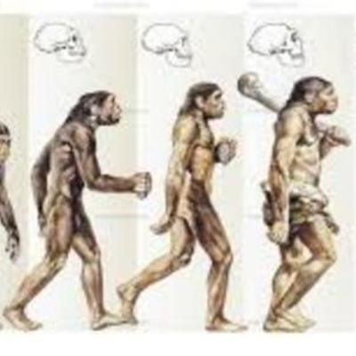 Timeline: Evolucionismo