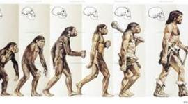 Timeline: Evolucionismo