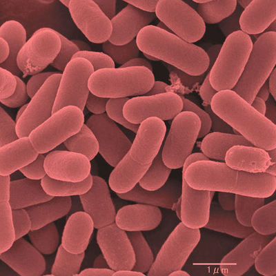 Timeline: L. reuteri: What's the big deal?