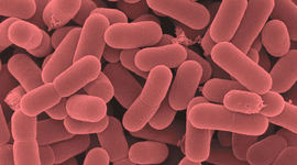 Timeline: L. reuteri: What's the big deal?