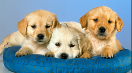 Timeline: 7 modern wonders of the world -GEROND KORKUT !!!!!!