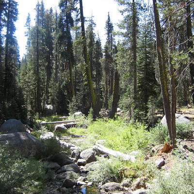 Timeline: Yosemite Rim Fire - Secondary Succession - A prediction into the future