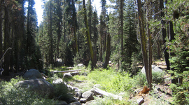 Timeline: Yosemite Rim Fire - Secondary Succession - A prediction into the future