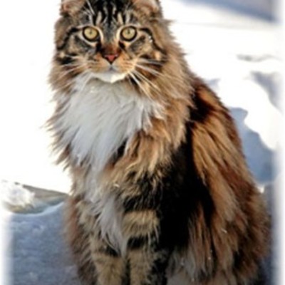 Timeline: Tema 6: Demokrati i DK