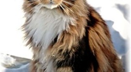 Timeline: Tema 6: Demokrati i DK