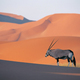 Oryx antelope
