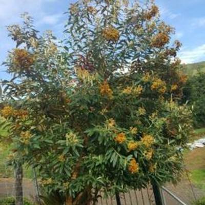 Timeline: Propagación asexual del Quishuar