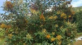 Timeline: Propagación asexual del Quishuar