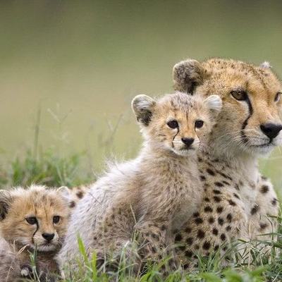 Timeline: animales en vía de extinción