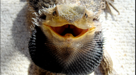 Timeline: Gavin 7 modern wonders of the world