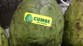 Timeline: propagacion sexual de chirimoya