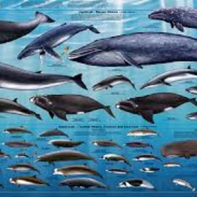 Timeline: Whale Evolution Timeline  by Colby Victor