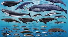 Timeline: Whale Evolution Timeline  by Colby Victor