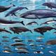 Whales