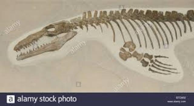 Mass extinction time line (By Zaria and Kelsey) timeline | Timetoast ...