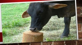 Timeline: Historia de los bloques nutricionales para bovinos