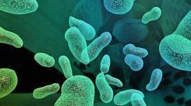 Timeline: BIO- 181 Redemption Assignment