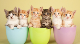 Timeline: EVOLUCIÓN DE LOS GATOS