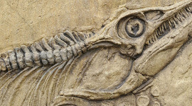 Timeline: Mass Extinctions