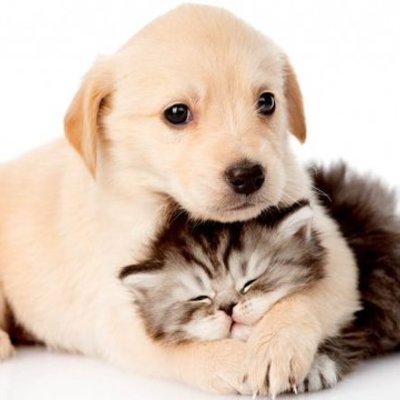 Timeline: Historia de los Animales Domesticos.                                                                            Veronica Restrepo