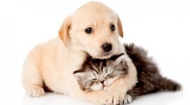 Timeline: Historia de los Animales Domesticos.                                                                            Veronica Restrepo