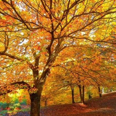 Timeline: acontecimientos importantes en mi vida