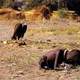 Iconic images 1990s vulture child