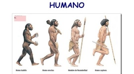 Timeline: Evolución del hombre