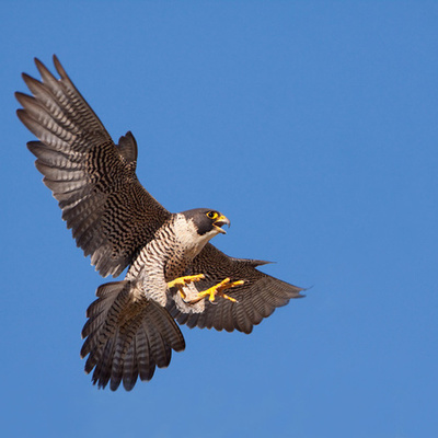 Timeline: Peregrine Falcons