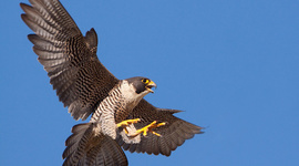 Timeline: Peregrine Falcons