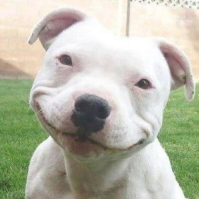 Timeline: Raza de Pitbull