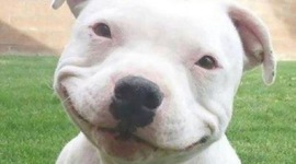 Timeline: Raza de Pitbull