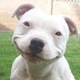 Pitbull photos 13