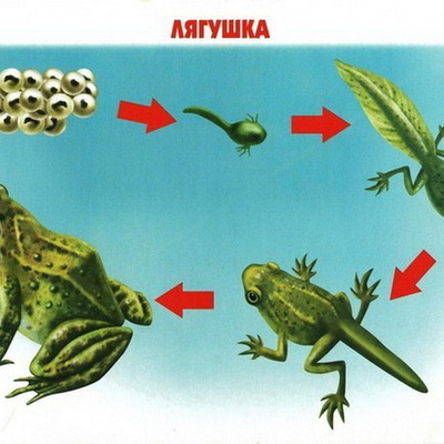 Timeline: Как лягушка растет