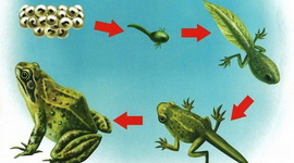 Timeline: Как лягушка растет