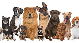 Timeline: ORIGEN DE LAS RAZAS  DE PERROS