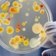Segment microbiology