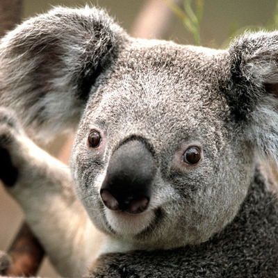 Timeline: koala