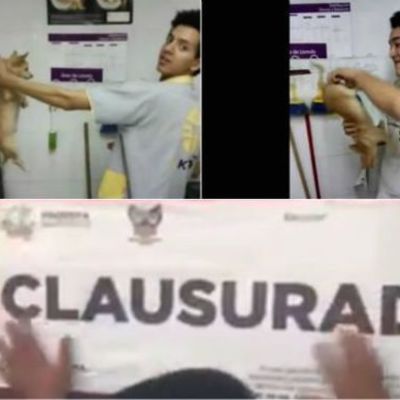 Timeline: +KOTA MALTRATO ANIMAL